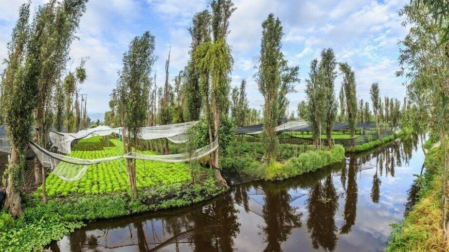 Acuaponía-chinampas-ritec|Acuacultura-IMIDA- CARBGROWTH|acuaponía-CarbGrowth|aquaponics-FAO